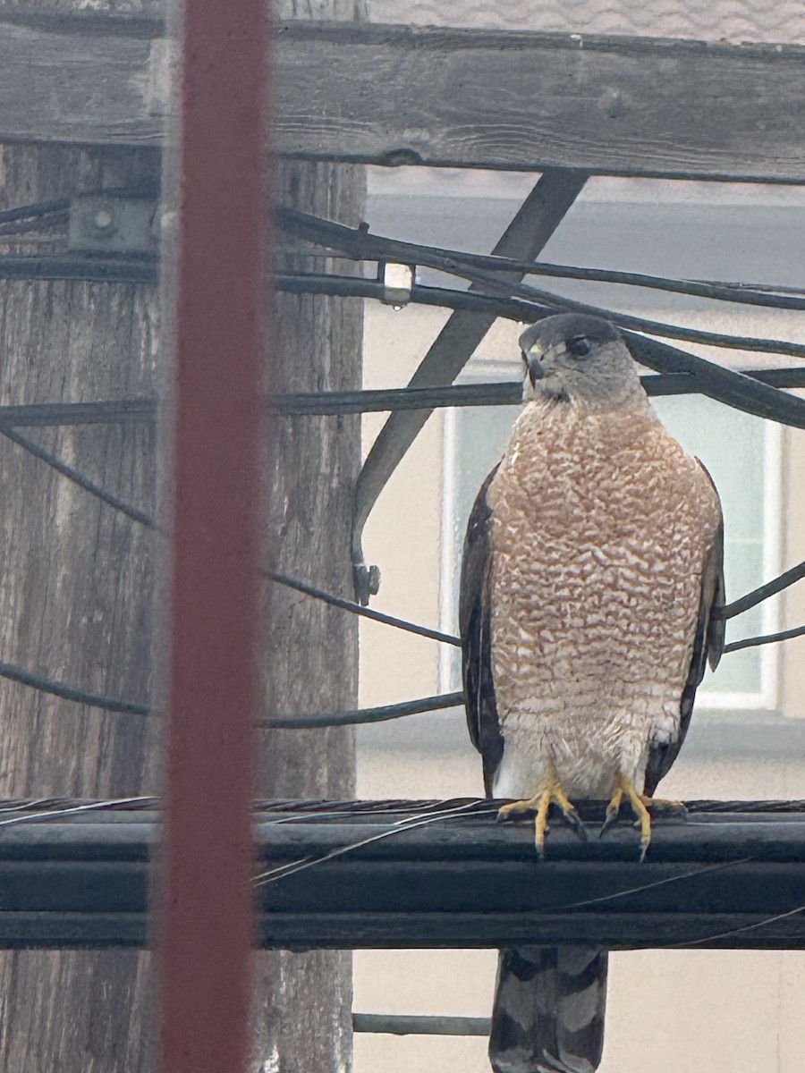 Cooper's Hawk - ML646936847