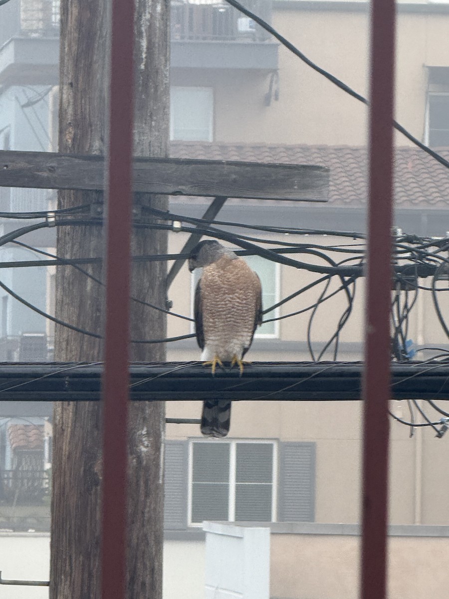 Cooper's Hawk - ML646936849