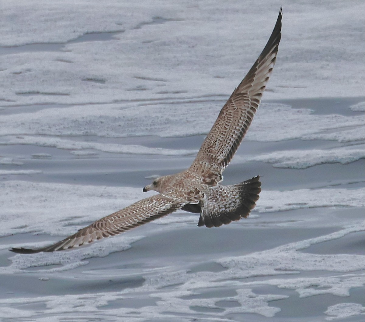 racek americký - ML646936850