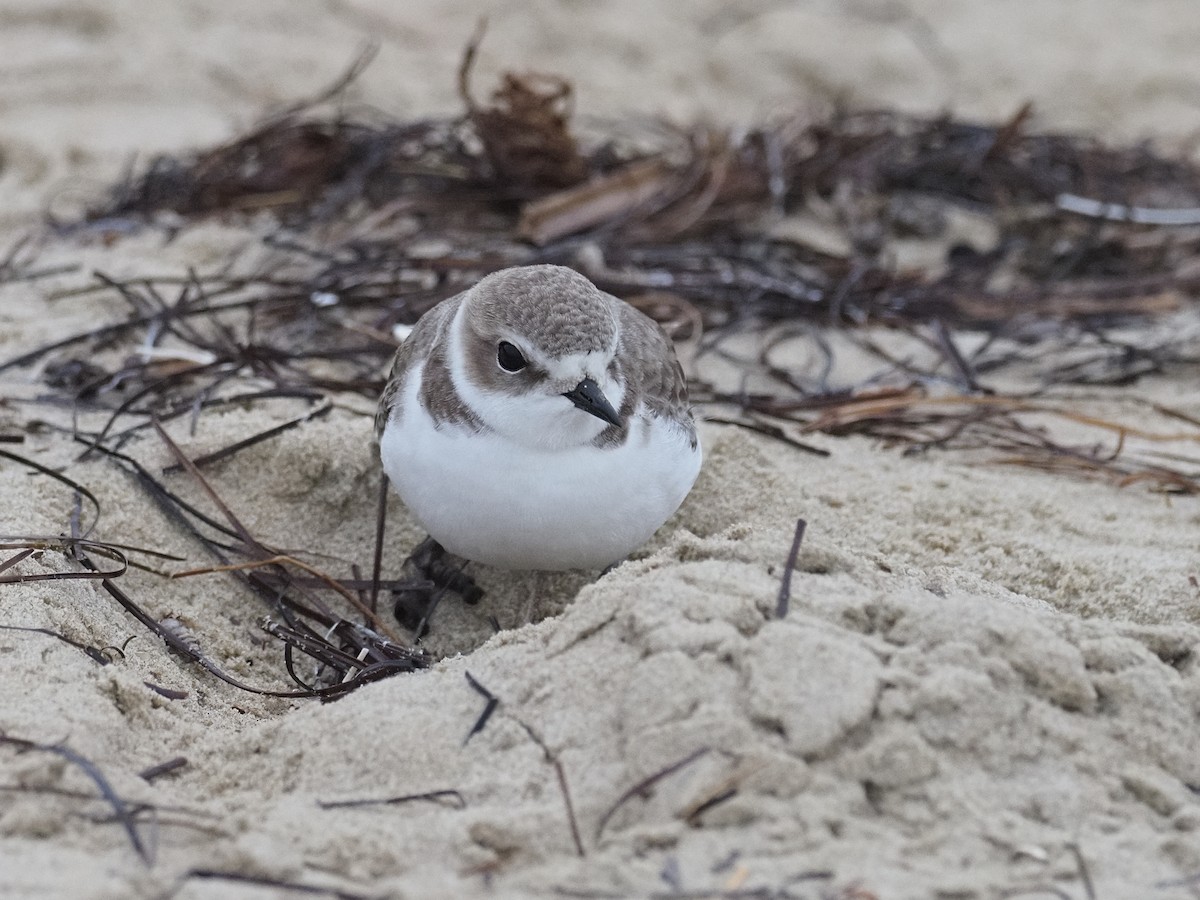 Snowy Plover - ML646936854