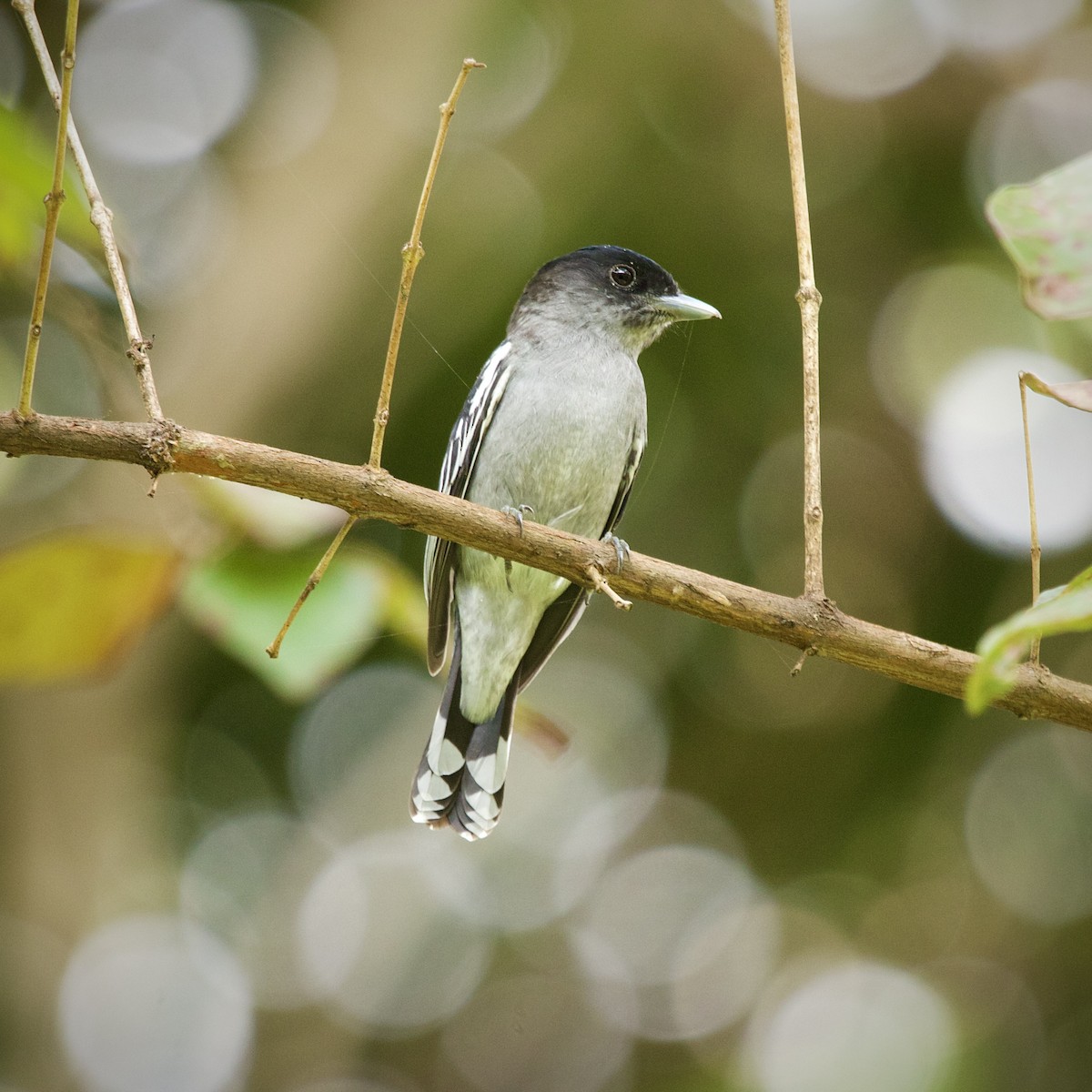 White-winged Becard - ML646936856
