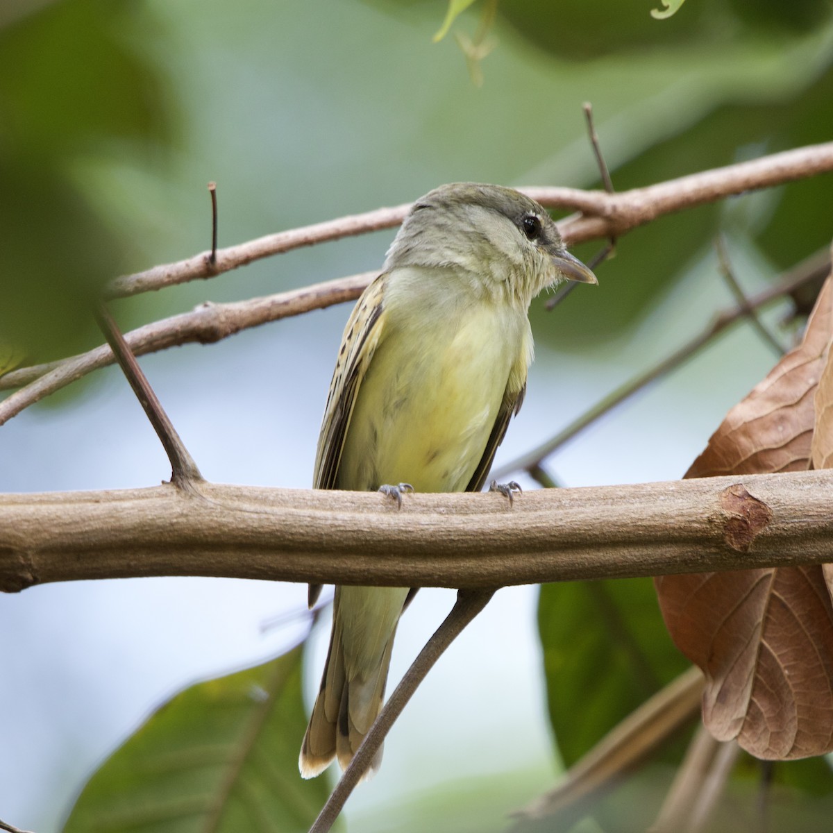 White-winged Becard - ML646936857