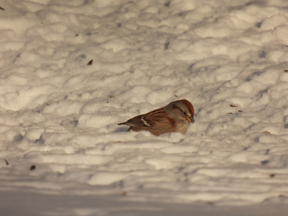 American Tree Sparrow - ML646936861