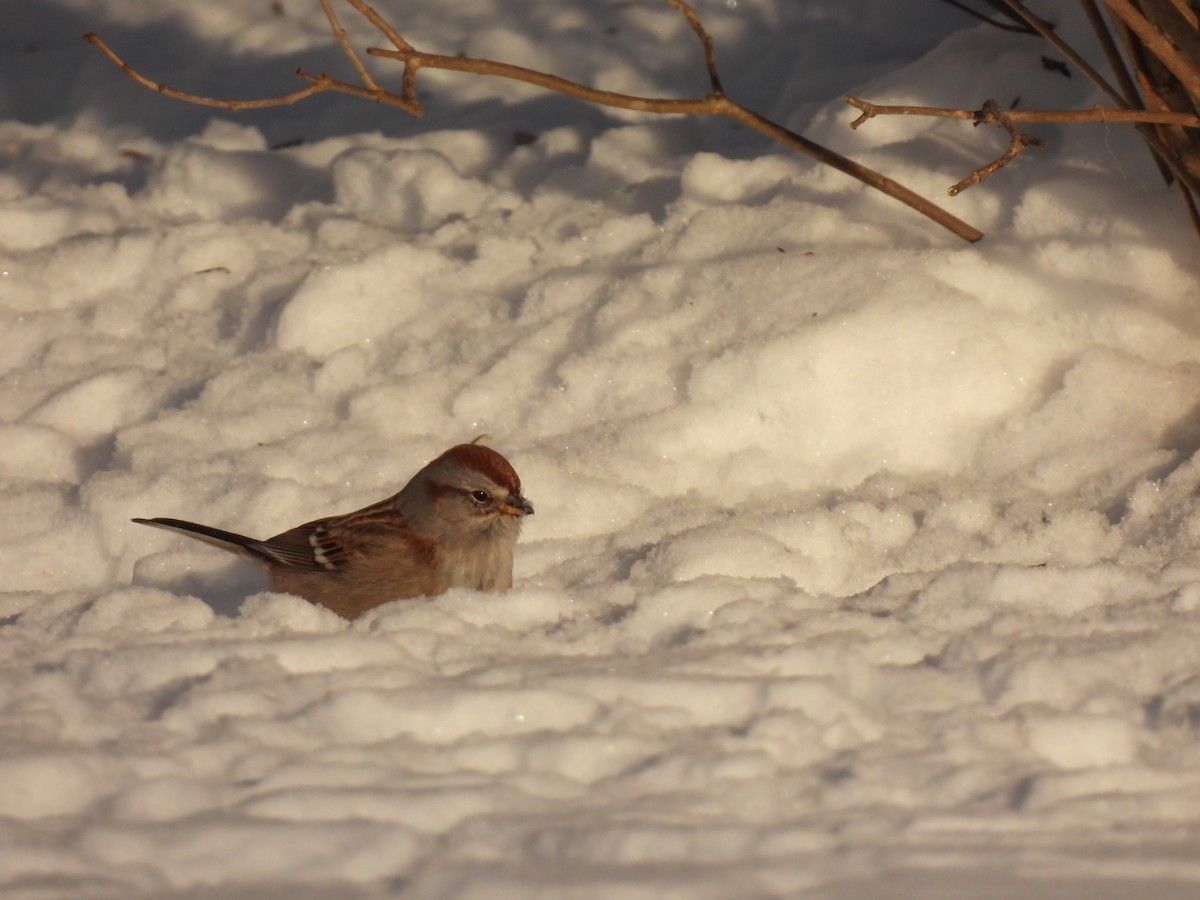 American Tree Sparrow - ML646936866