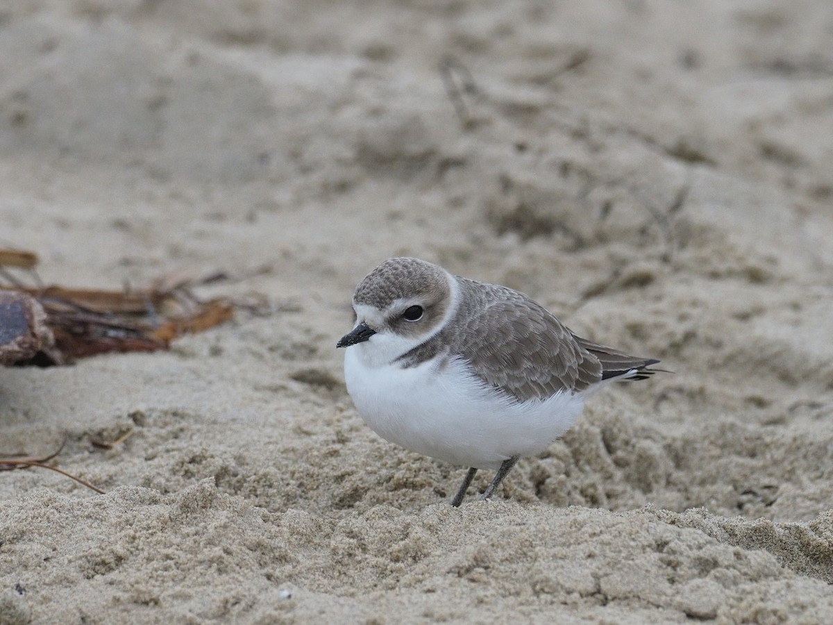Snowy Plover - ML646936867