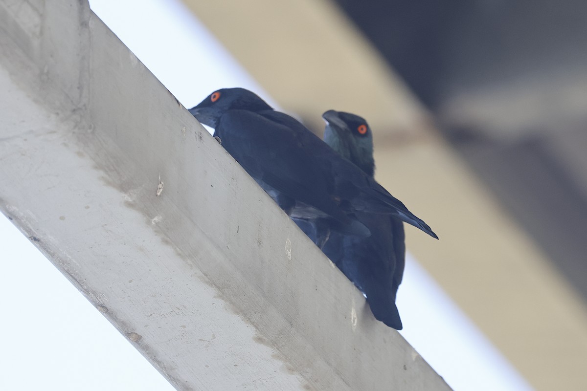Singing Starling - ML646936868