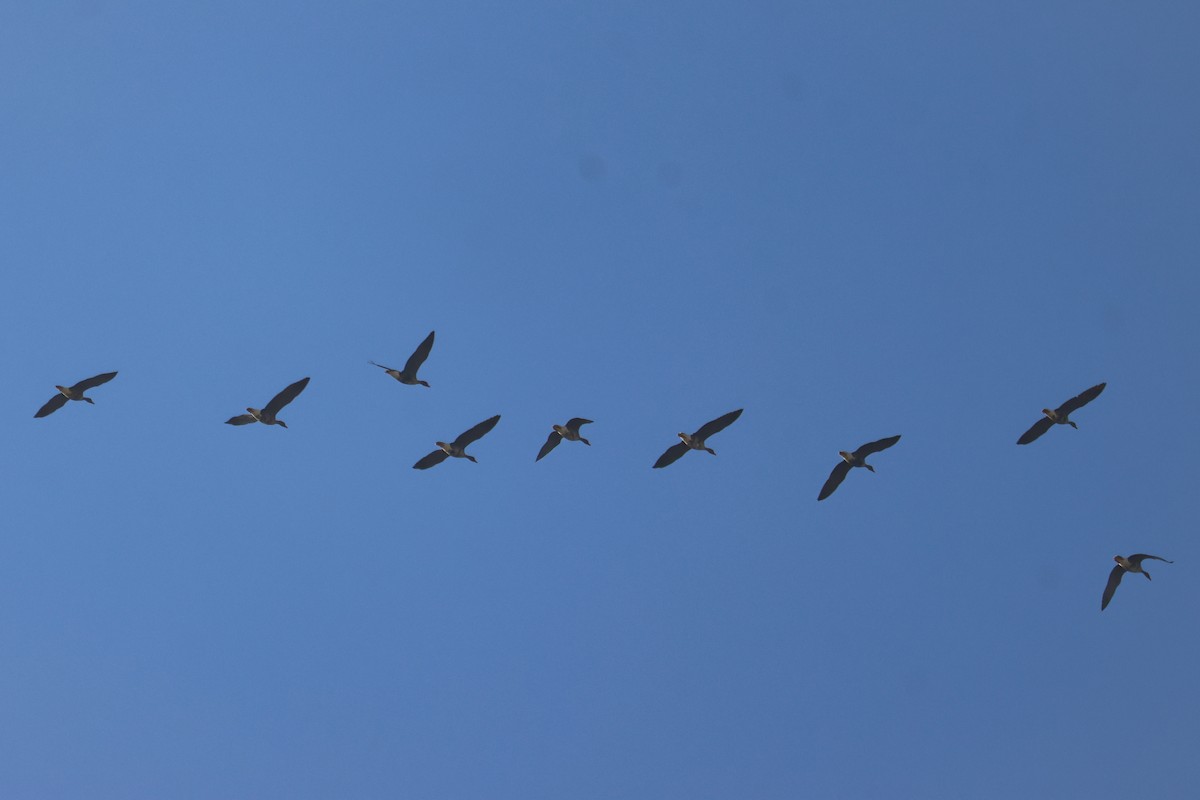 Greater White-fronted Goose - ML646936879
