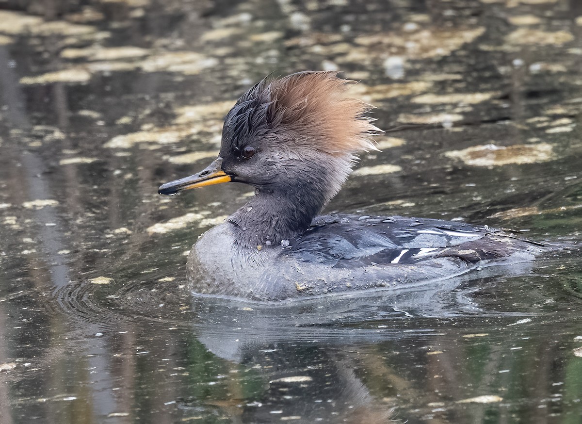 Hooded Merganser - ML646936883