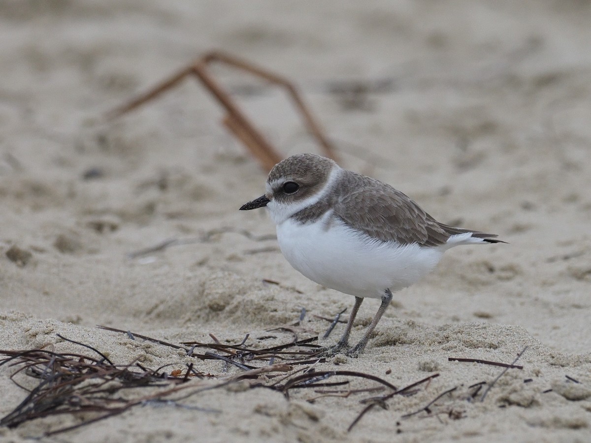 Snowy Plover - ML646936885