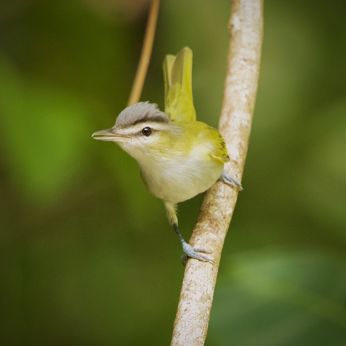 Chivi Vireo - ML646936887