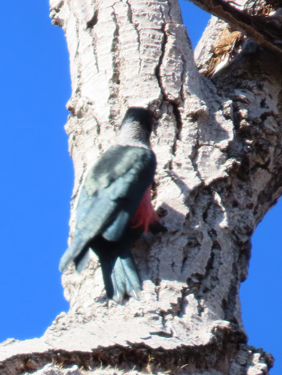 Lewis's Woodpecker - ML646936888