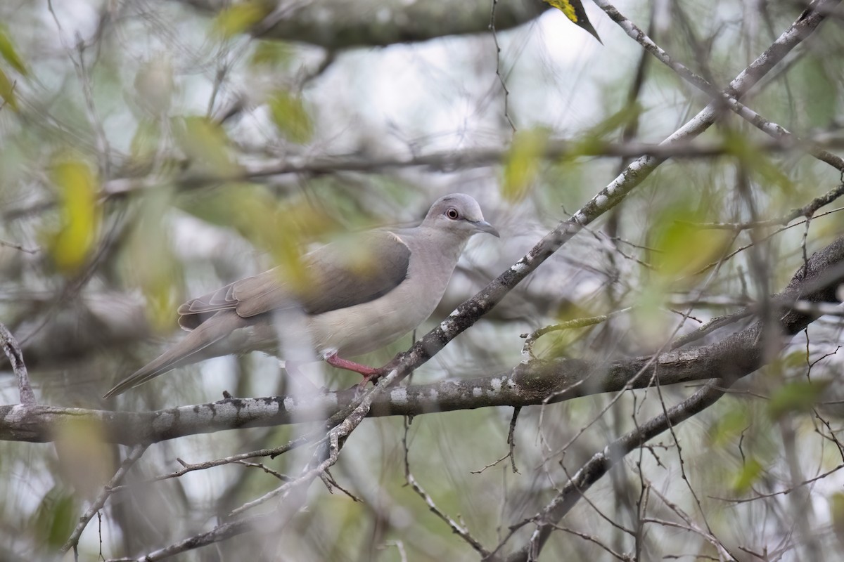 White-tipped Dove - ML646936889