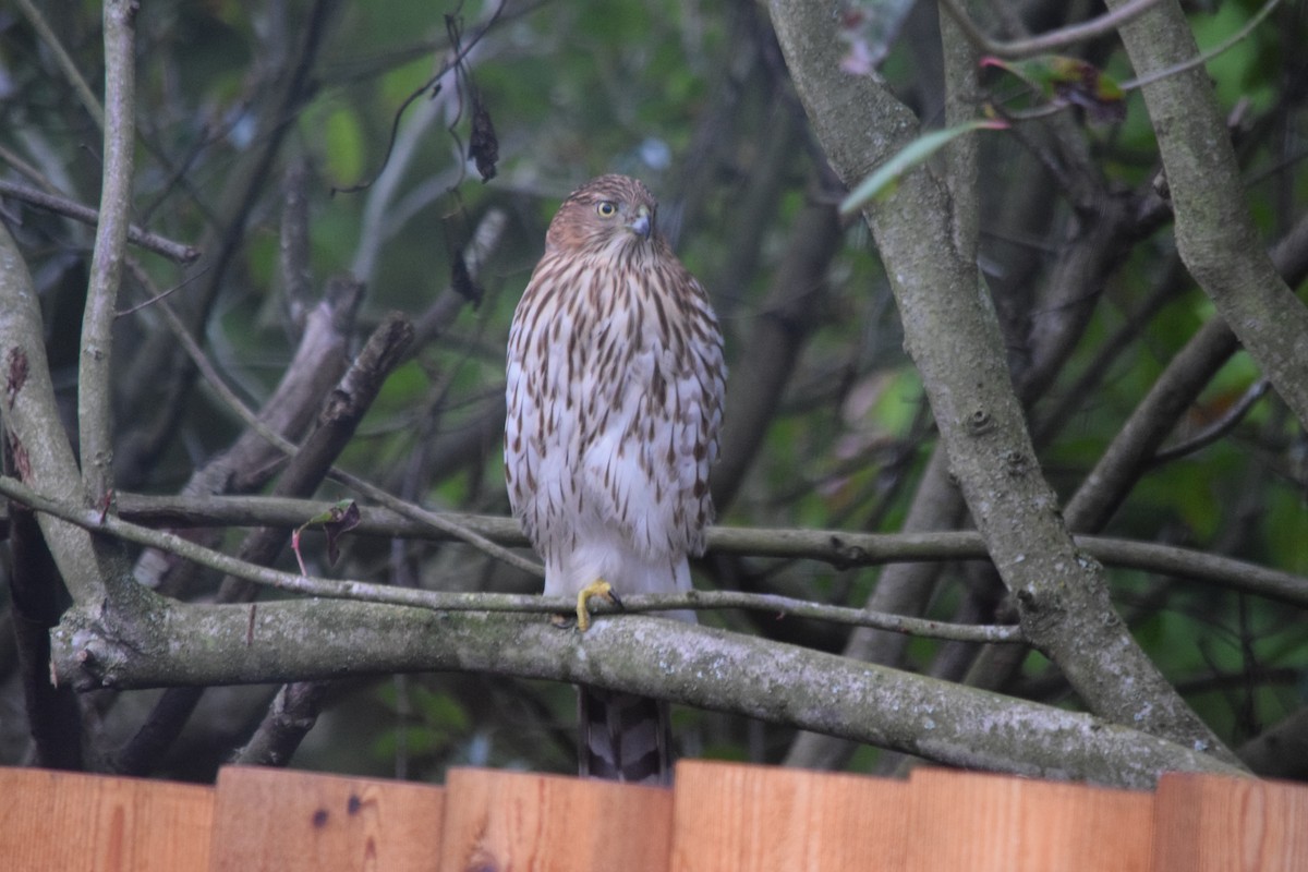 Cooper's Hawk - ML646936890