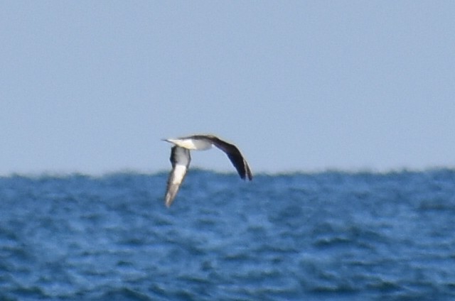 Scopoli's Shearwater - ML646936903