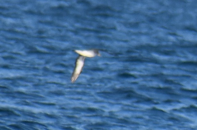 Scopoli's Shearwater - ML646936904