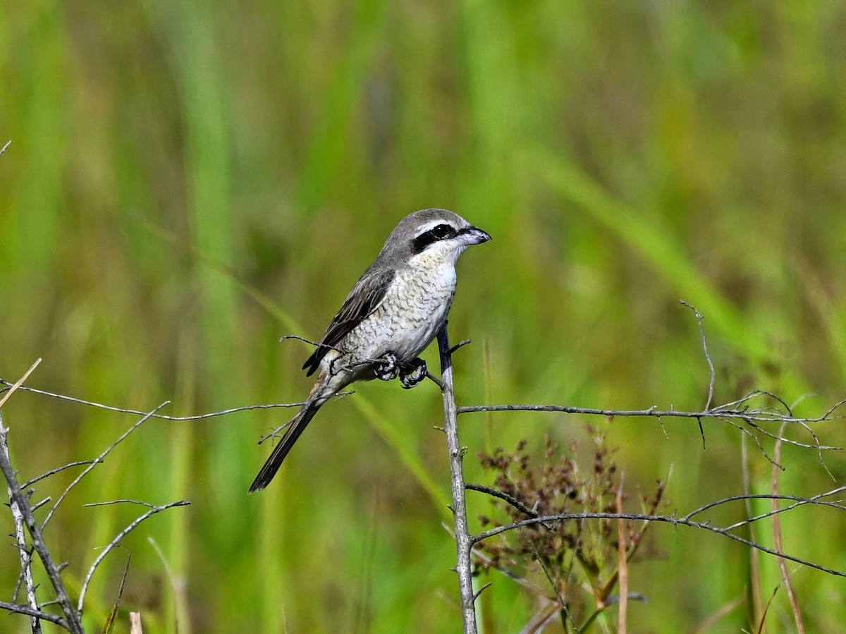 アカモズ - ML646936907