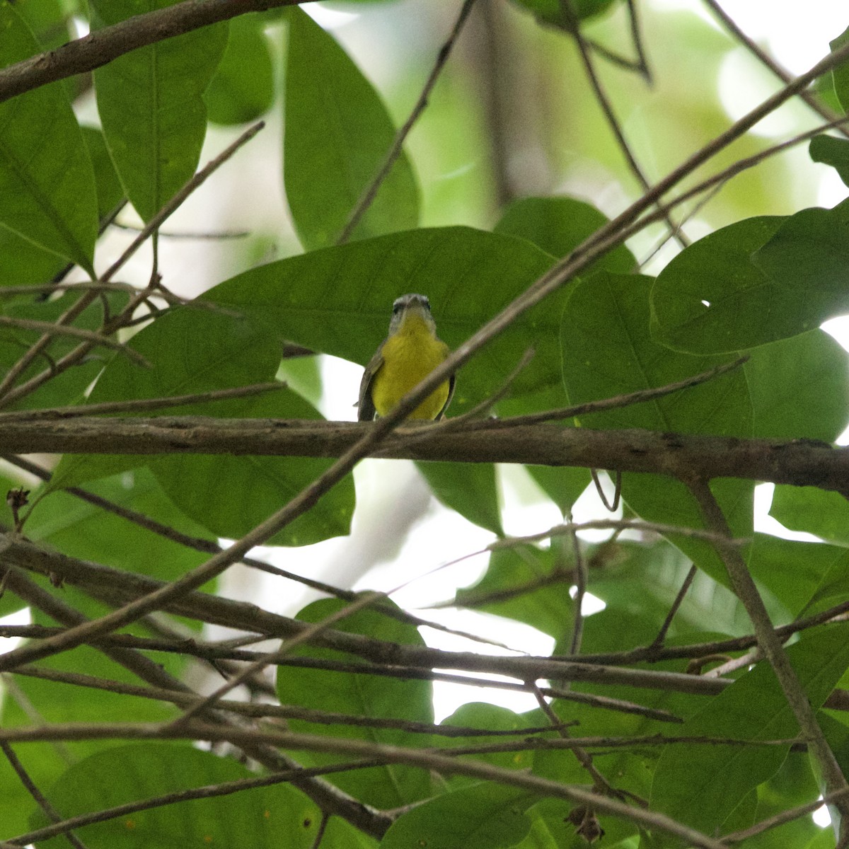 Golden-crowned Warbler - ML646936908