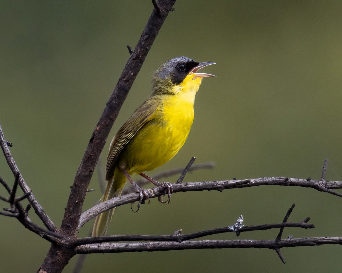 Brasiliengelbkehlchen - ML646936909