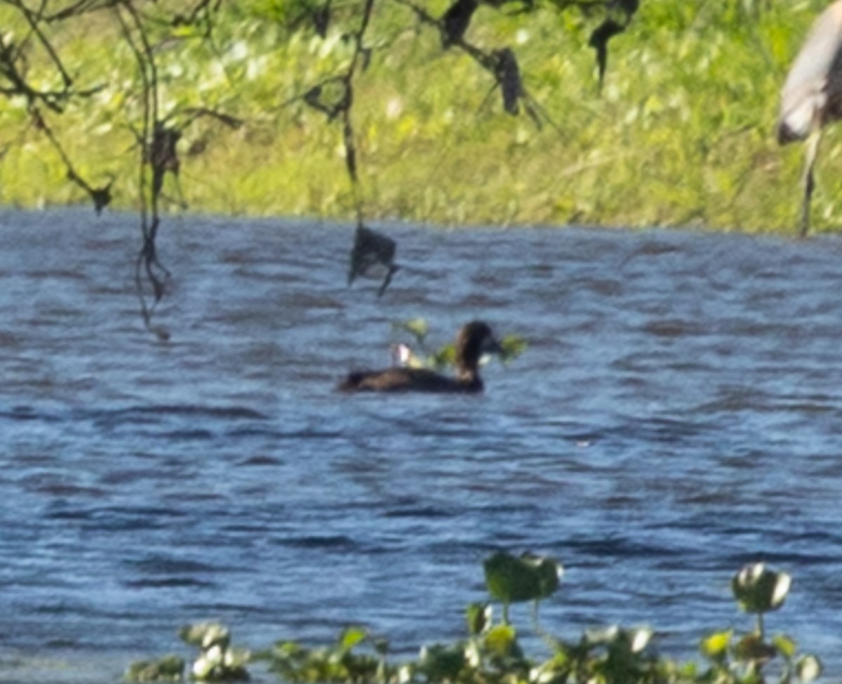 Greater Scaup - ML646936910