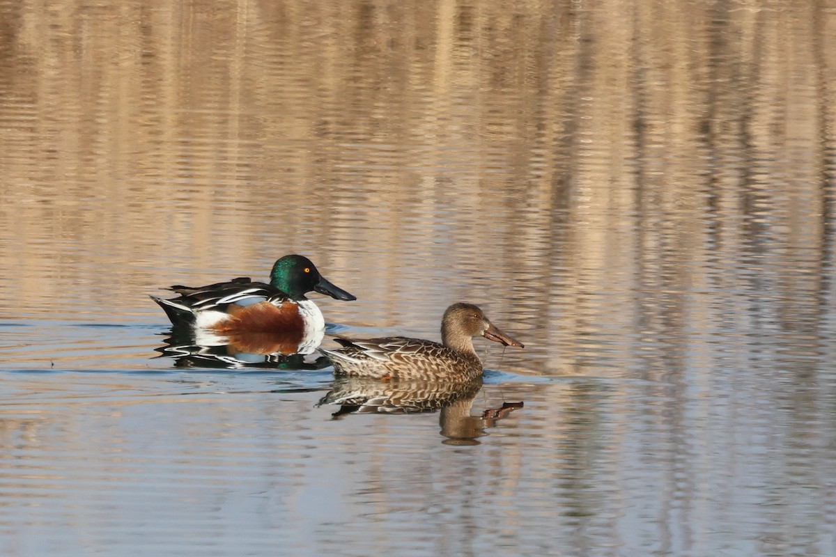 Northern Shoveler - ML646936911