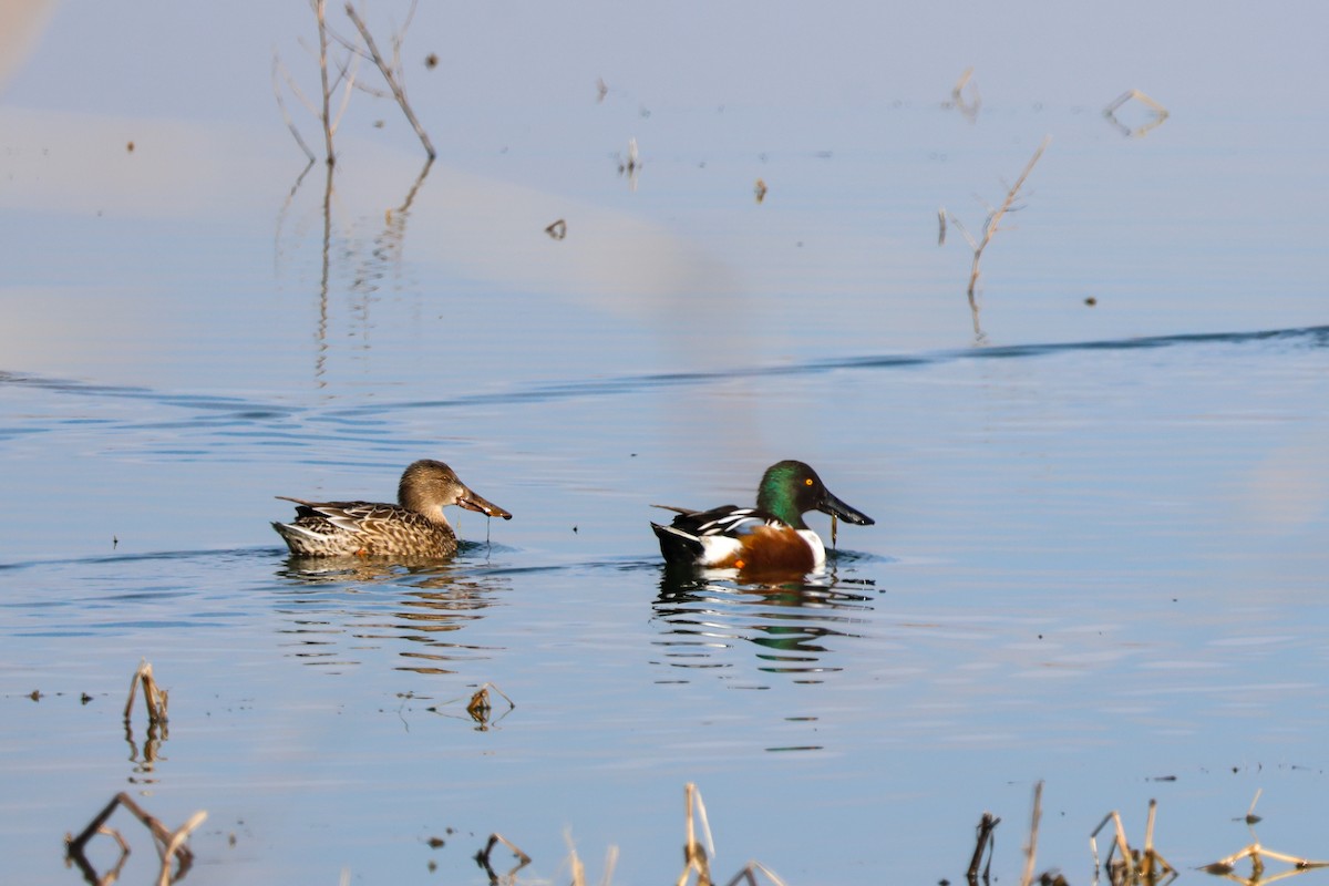 Northern Shoveler - ML646936912
