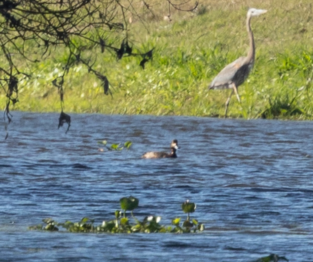 Greater Scaup - ML646936915