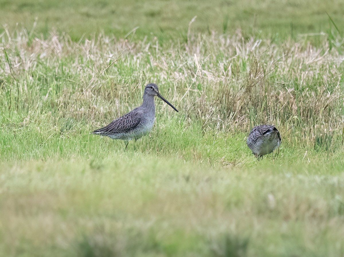 Хараалжин цууцил - ML646936917