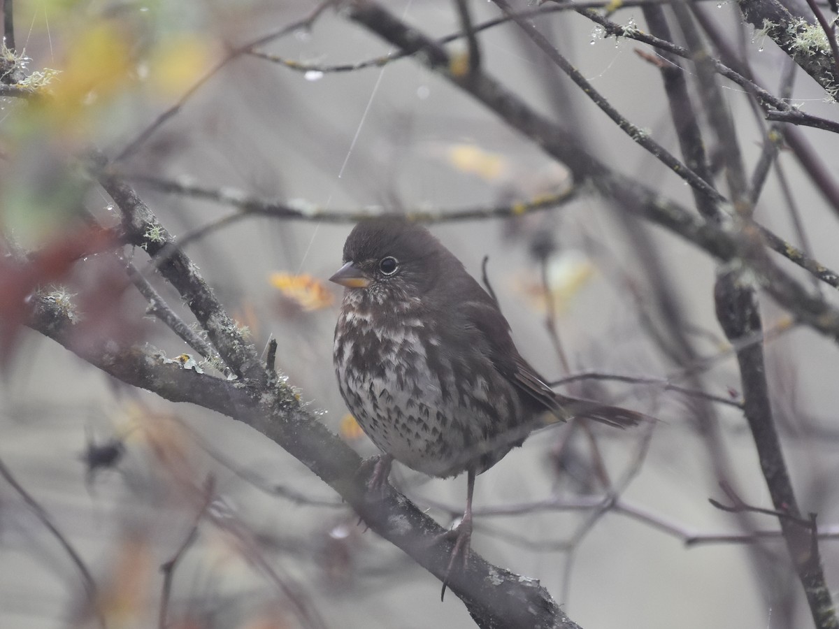 Chingolo Zorruno - ML646936920