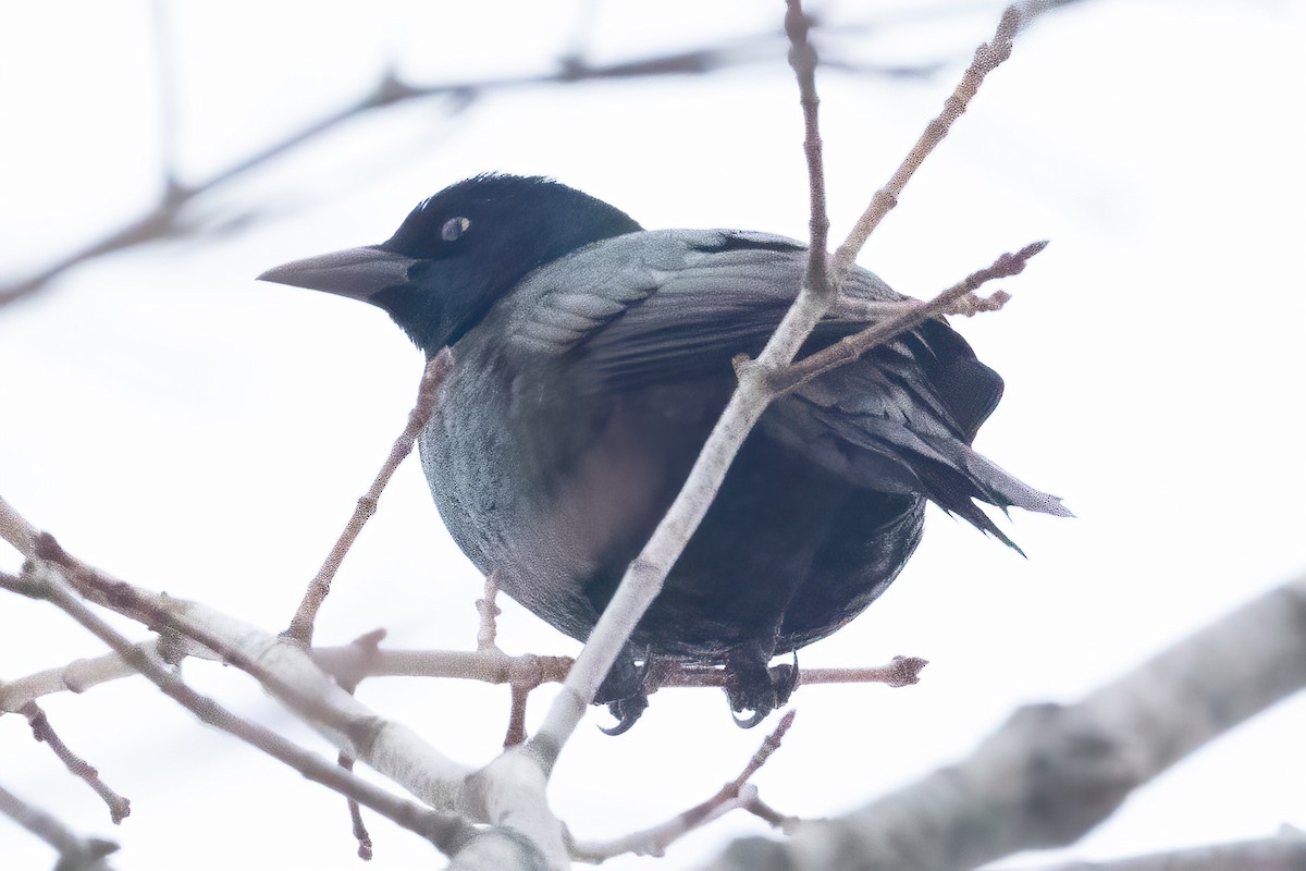 Common Grackle - ML646936927