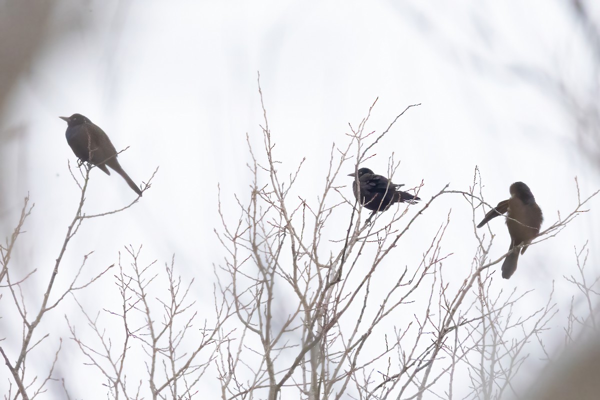 Common Grackle - ML646936928