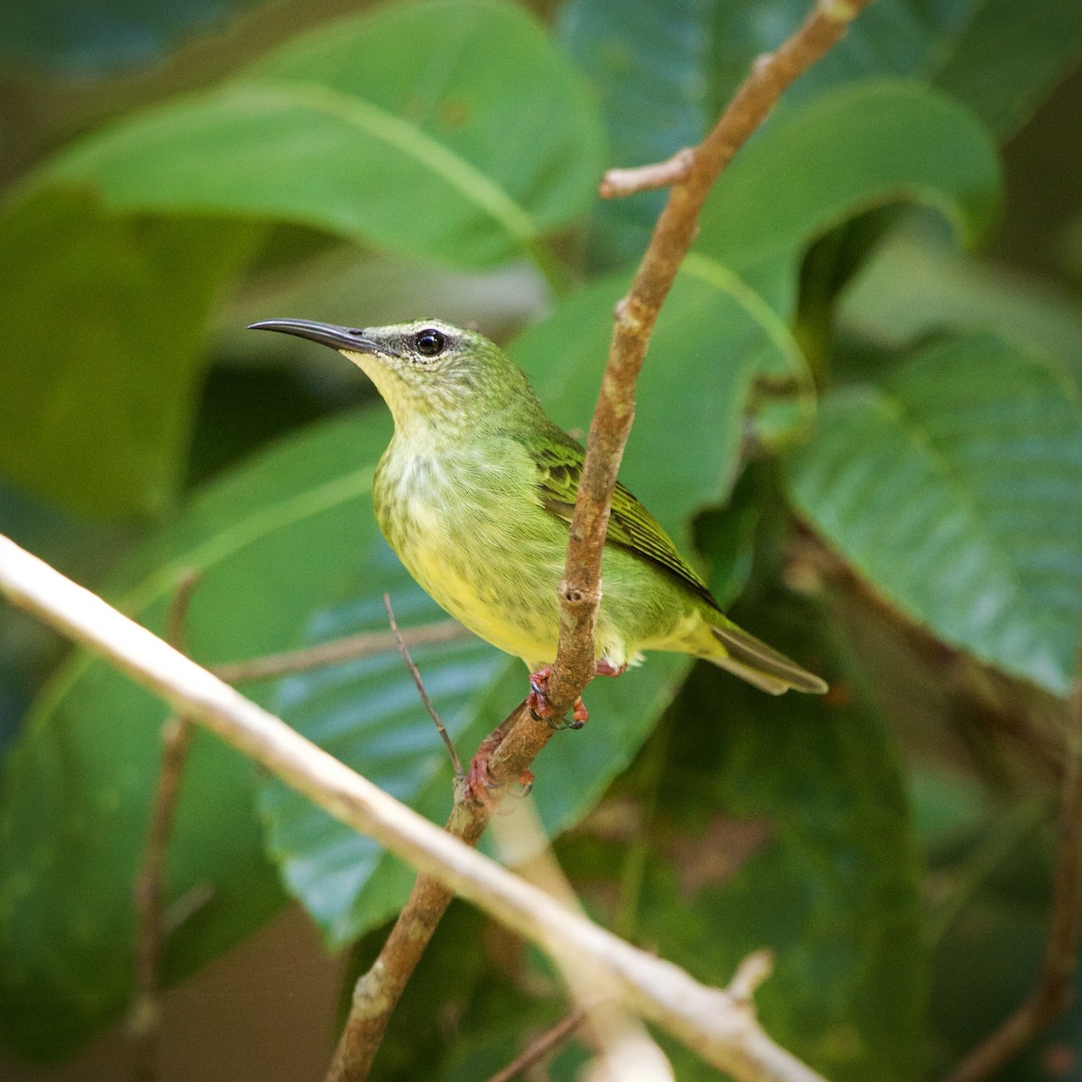 Красноногий саи - ML646936929