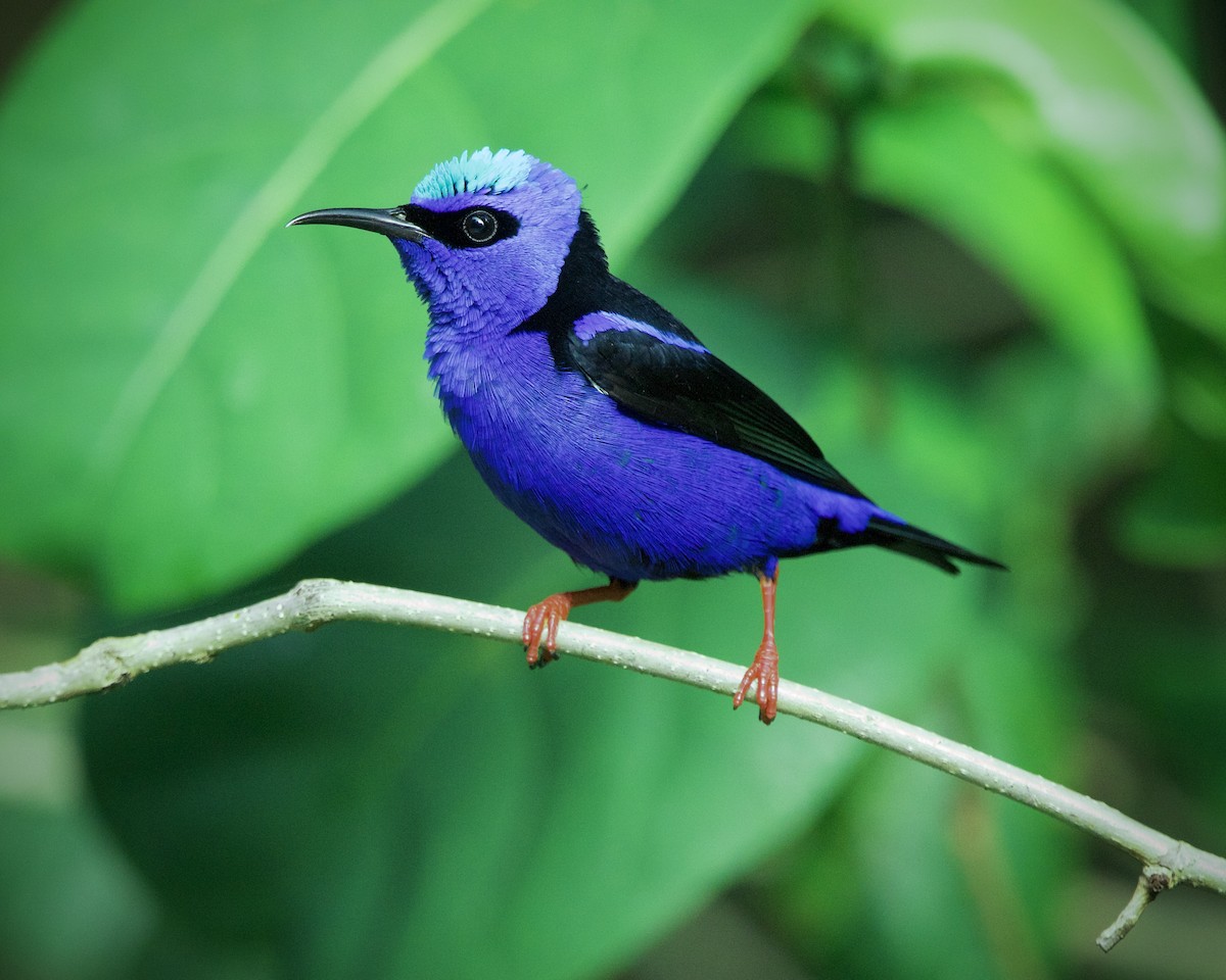 Красноногий саи - ML646936936