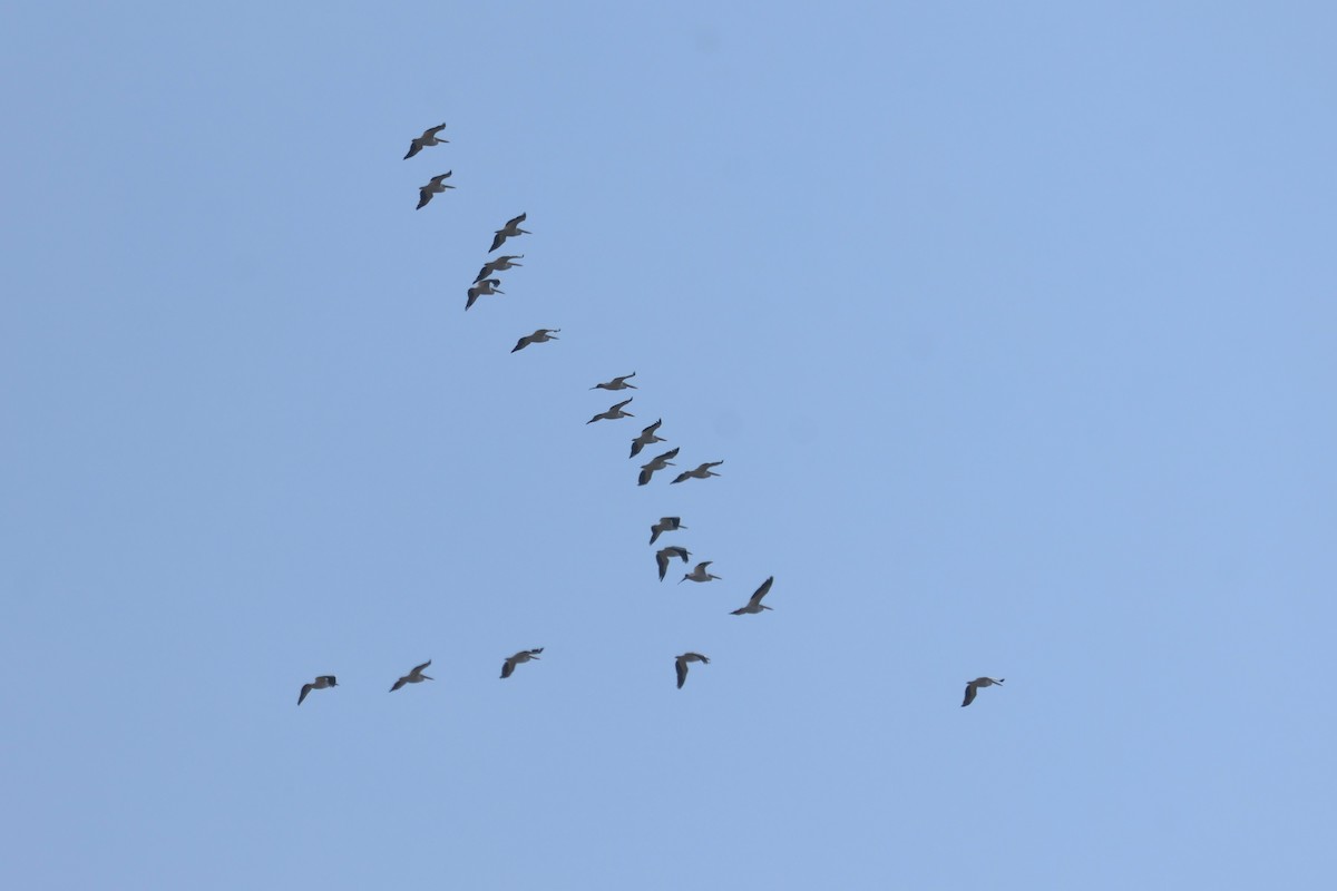 American White Pelican - ML646936937