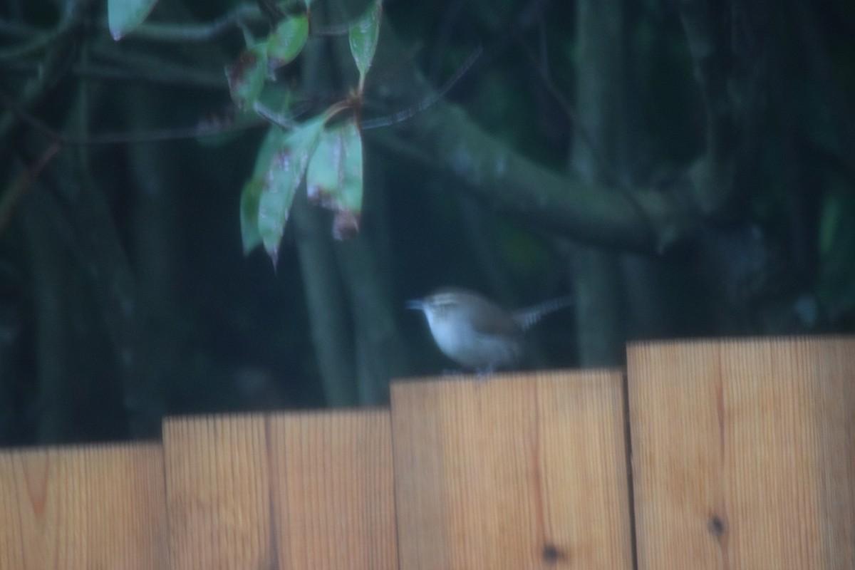 Troglodyte de Bewick - ML646936939