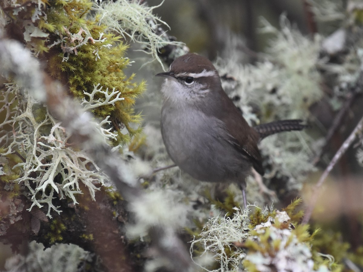 Cucarachero Colinegro - ML646936940