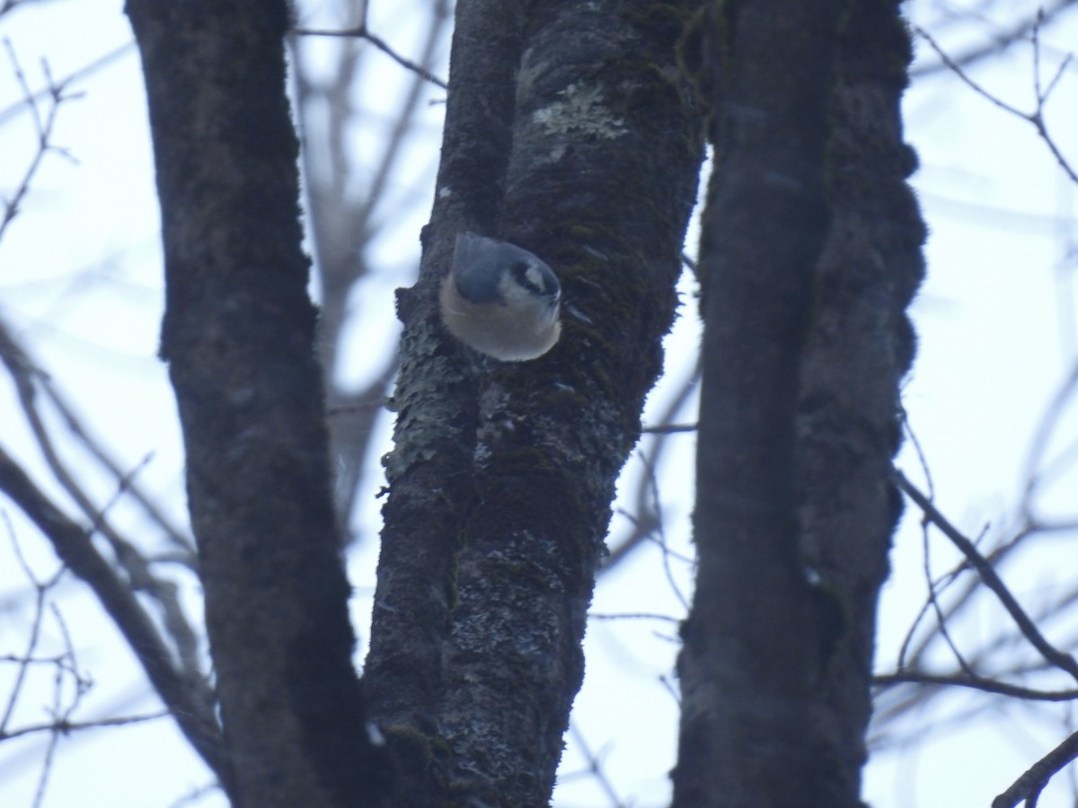 Red-breasted Nuthatch - ML646936942
