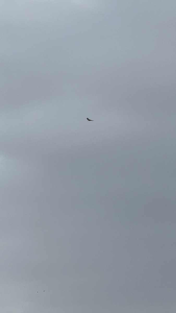 Red-tailed Hawk - ML646936951