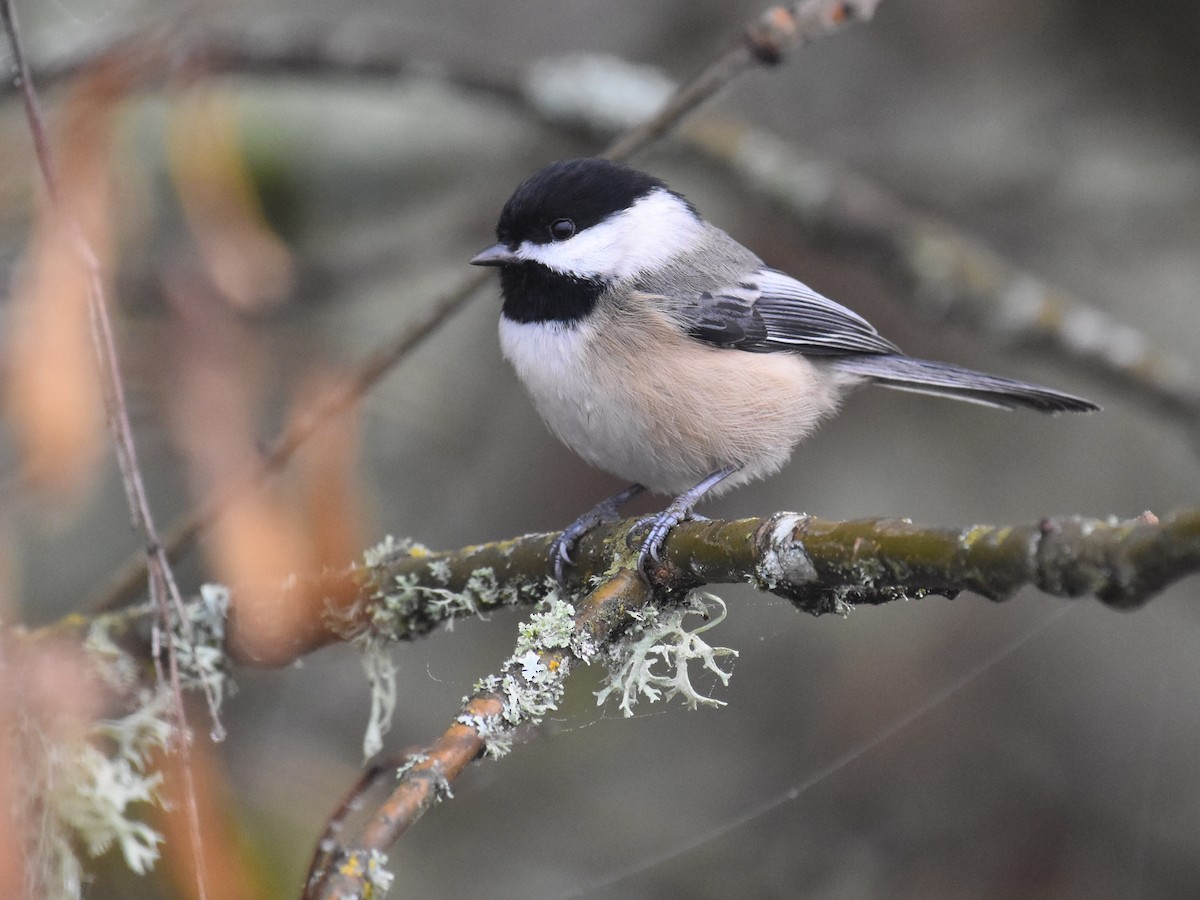 Carbonero Cabecinegro - ML646936952