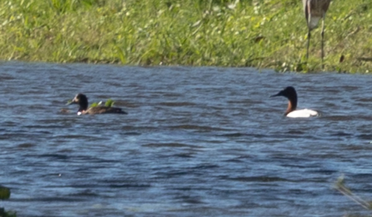 Canvasback - ML646936964