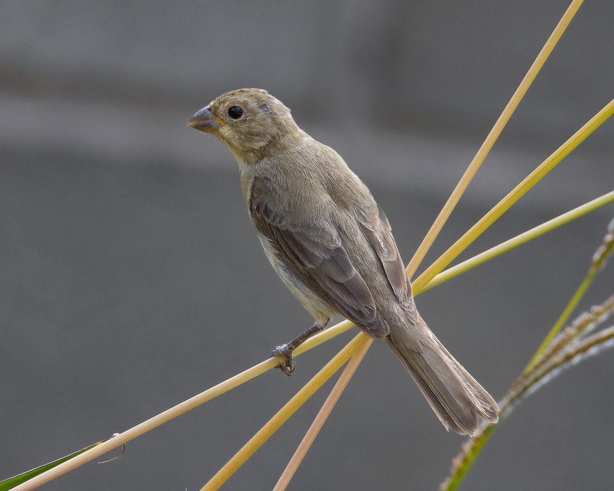 Double-collared Seedeater - ML646936965