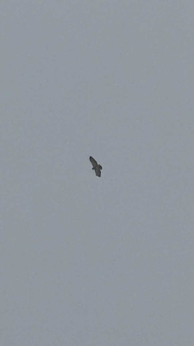 Red-tailed Hawk - ML646936967