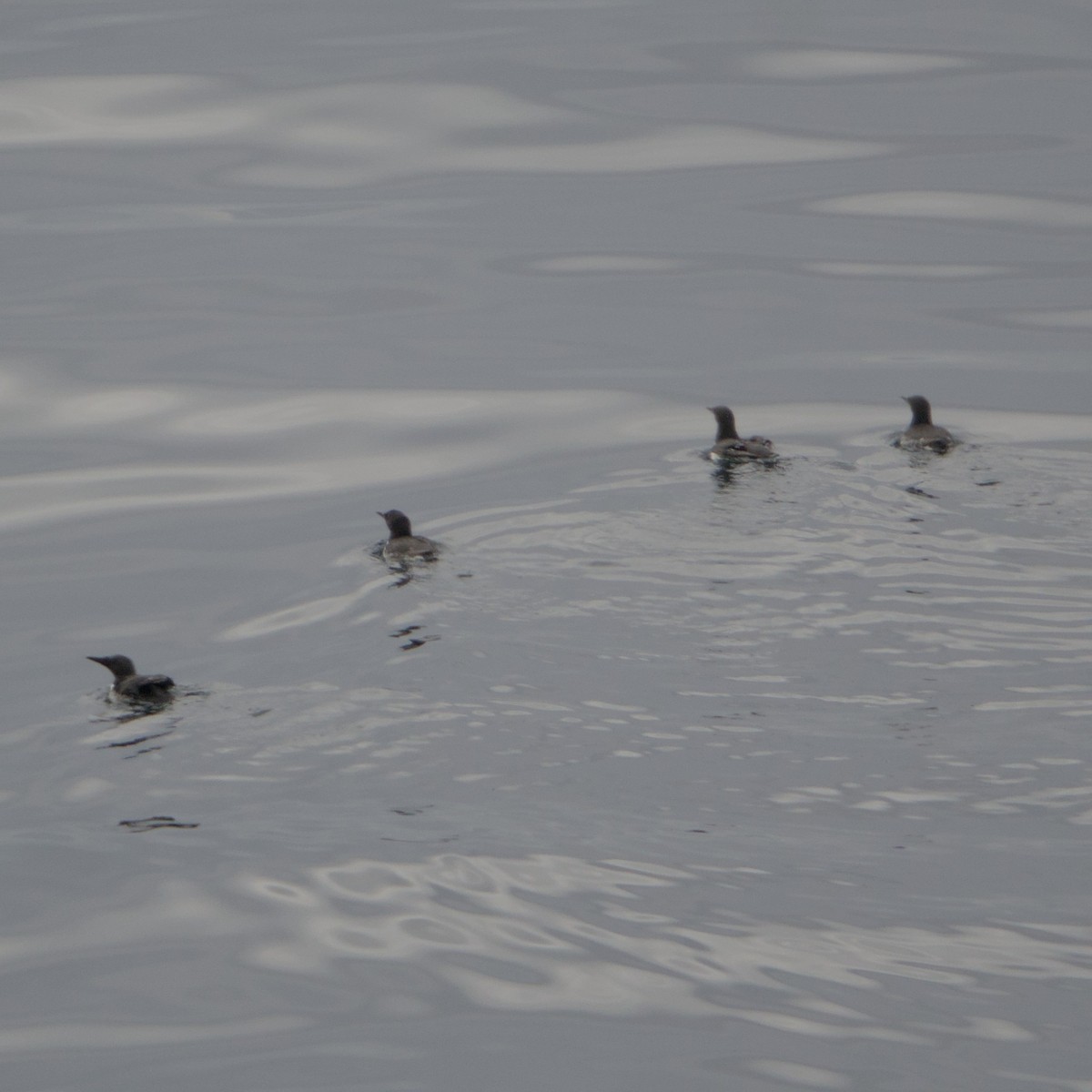 Тонкоклювая кайра - ML646936969