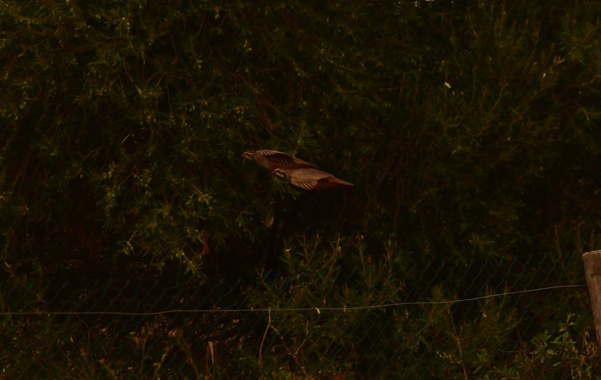 Kızıl Keklik - ML646936971