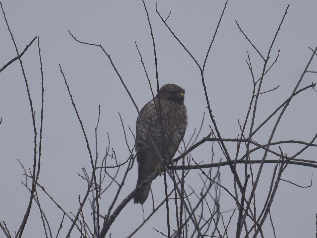 Busardo Pechirrojo - ML646936972