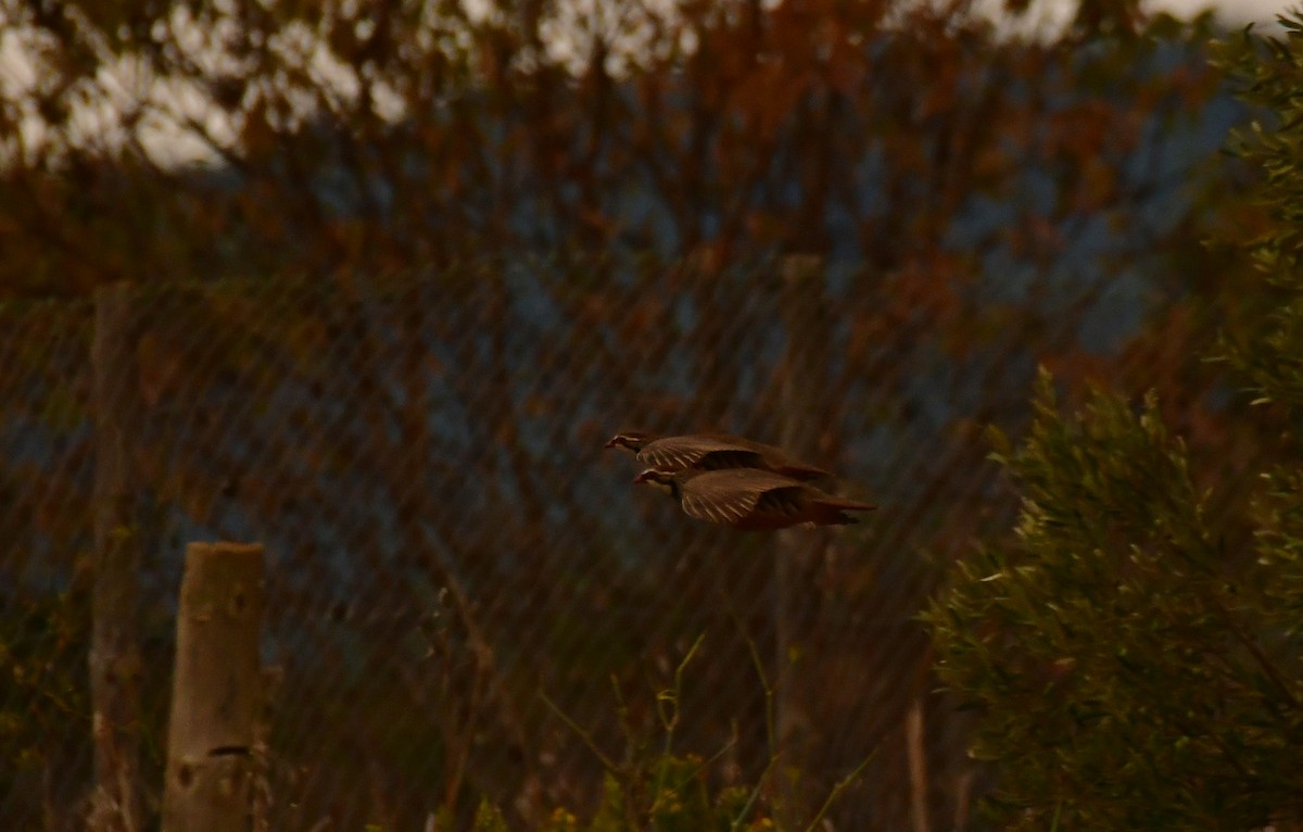 Kızıl Keklik - ML646936974