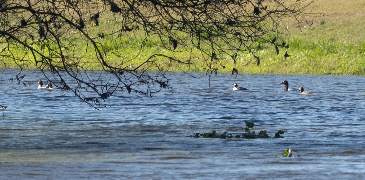 Common Goldeneye - ML646936976
