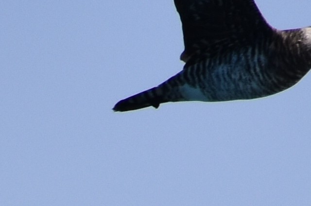 Годон хайлгана - ML646936977