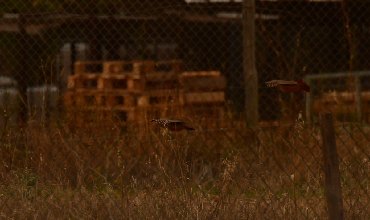 Kızıl Keklik - ML646936982