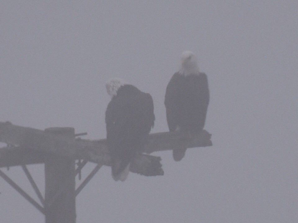 Pigargo Americano - ML646936988