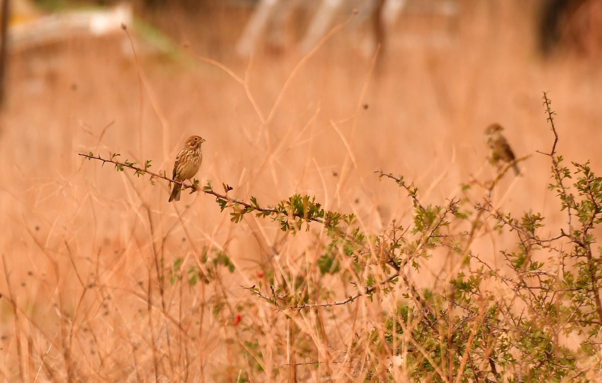 Просянка - ML646936992